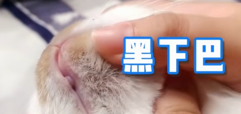 猫为什么有黑下巴（猫猫为什么黑下巴）