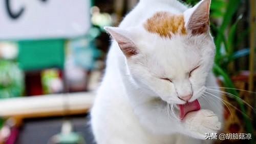 猫鼻支传染人类吗（猫鼻支会通过人传染给猫吗）