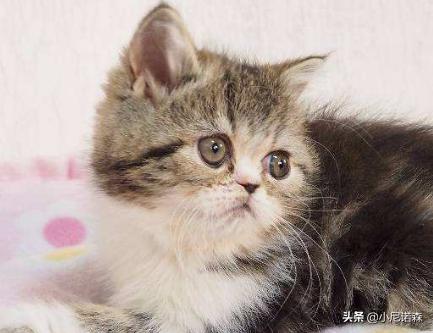小猫猫瘟能治好吗（小猫猫瘟能治好吗多少钱）