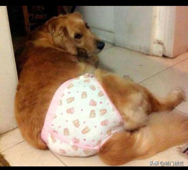 母狗来大姨妈吗
