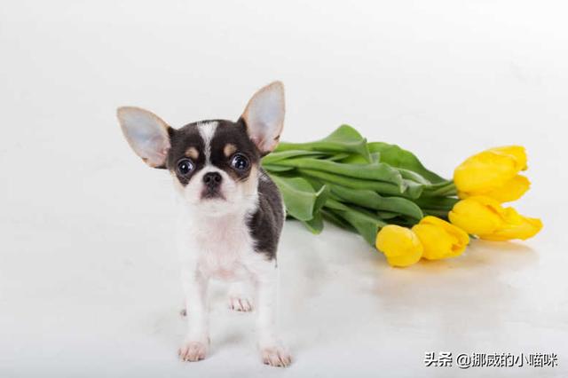 小狗着凉拉肚子吃什么药_狗狗着凉拉稀吃什么药可以治好