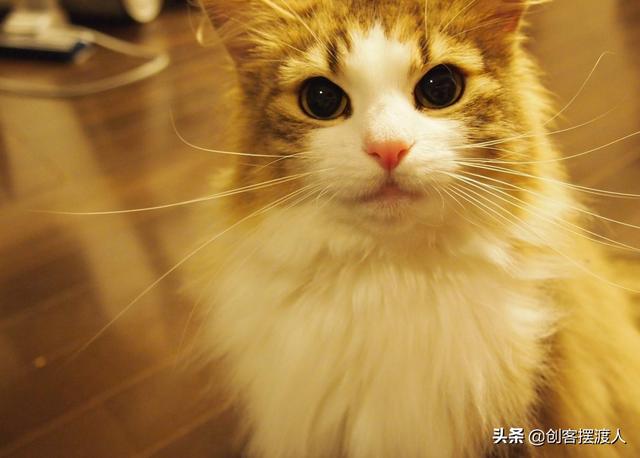 养小猫要注意什么（养猫应该注意哪些事项小猫）