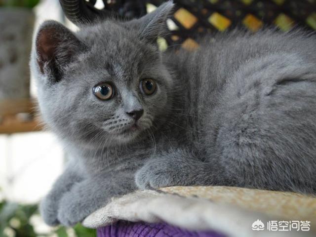 猫咪多久才会认新主人（猫咪认新主人需要多长时间）