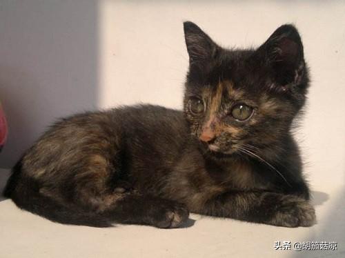 猫鼻支能治好吗（猫鼻支能不能根治）