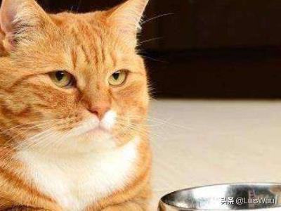 猫能喝牛奶吗（成年猫能喝牛奶吗）