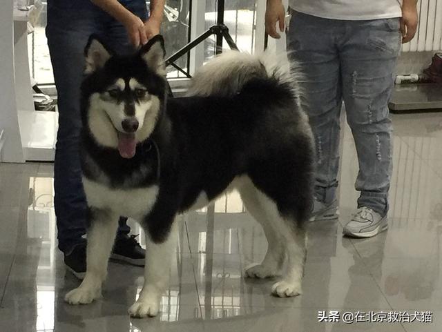 狗狗一阵一阵的发抖（狗狗一阵一阵的发抖还叫）