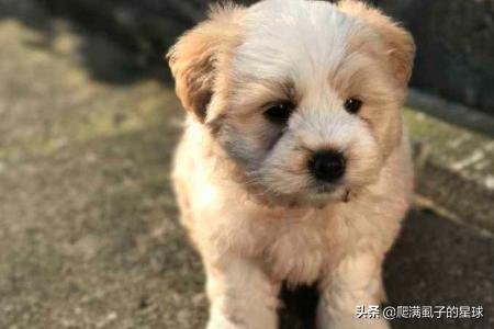 星期狗是什么意思（所谓的星期狗是什么状态）