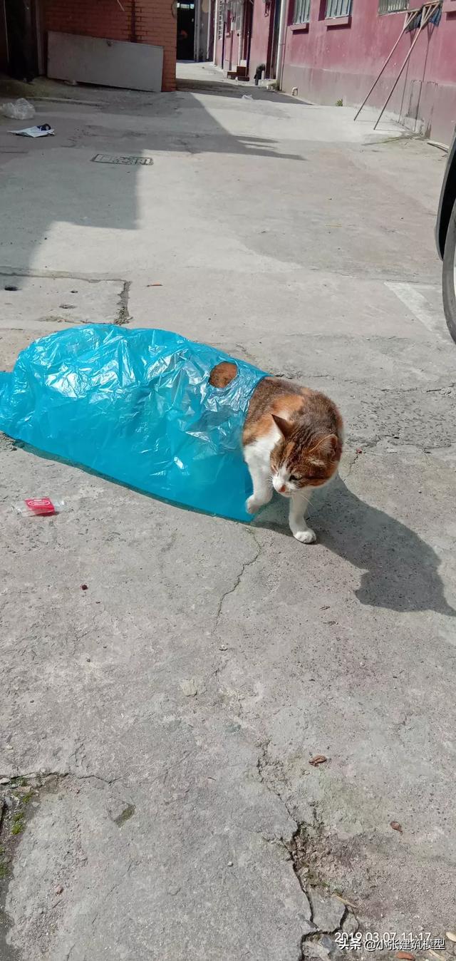 猫瘟会传染给狗吗（猫瘟会传染给人会发烧吗）