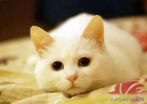 猫鼻支传染别的猫吗（猫鼻支治好后会传染小猫吗）