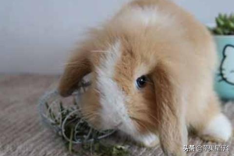 兔子吃什么草（兔子吃什么草长得快又肥）