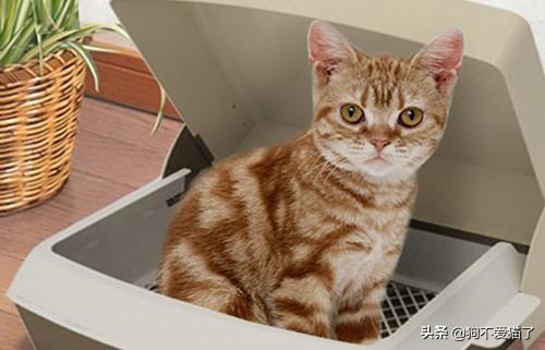猫不排便是什么原因（猫咪一直不排便是什么原因）