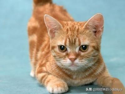 猫咪踩奶是怎么回事（猫咪踩奶是怎么了）