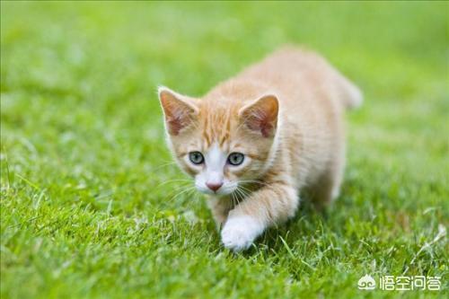 猫咳嗽吃什么药好得快呢（猫咳嗽吃什么药好得快吃人吃的药）