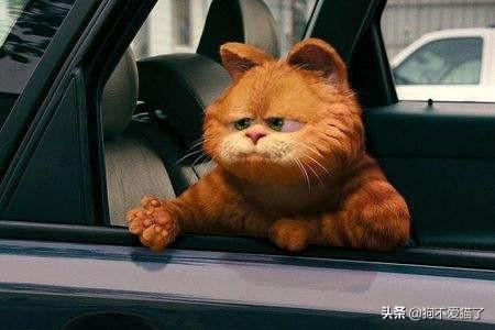 猫鼻支有什么症状（猫鼻支病毒是什么症状）
