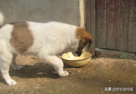 宠物狗不吃东西怎么办（宠物狗不吃东西是怎么回事）