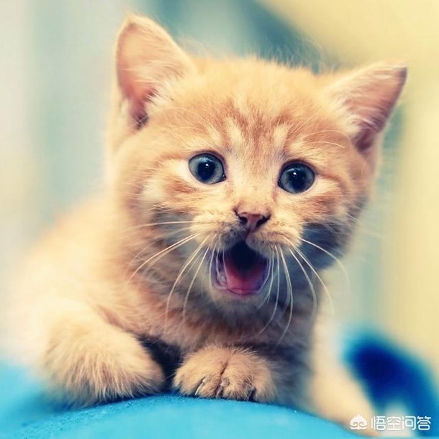 猫咪黄绿色眼屎（猫咪绿眼睛和黄眼睛哪个好）