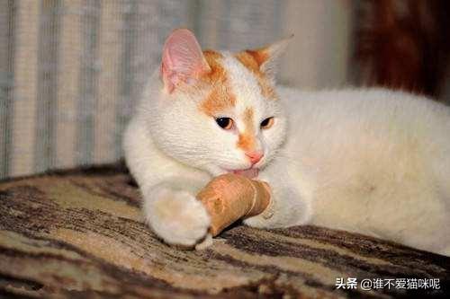 猫咪伤口流脓能自愈吗（猫咪伤口发炎流脓怎么办）