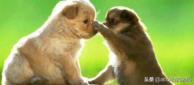 狗和犬的区别在哪里