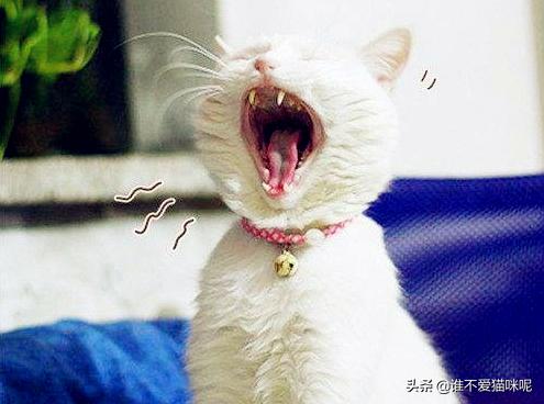 猫呕吐黄水泡沫粘液吃什么药
