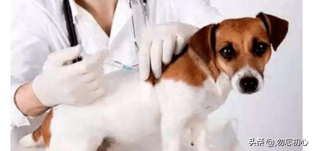 狗狗疫苗要打几次（狗要打几次狂犬疫苗有效期是多久）