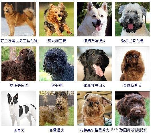 母狗多大可以怀孕（母狗多大能生孩子）