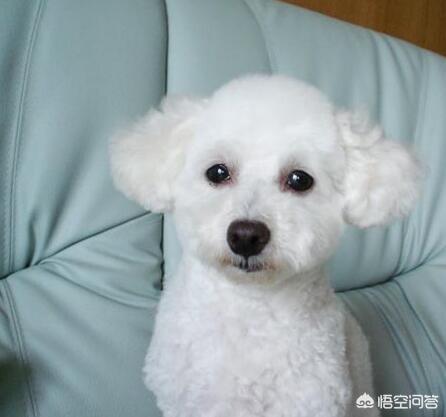 泰迪是什么犬（泰迪多少钱一只幼犬）