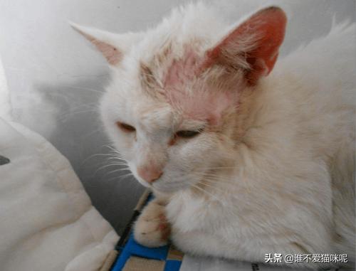 猫咪得了猫癣怎么治好得快（猫咪得了猫癣多久能治好）