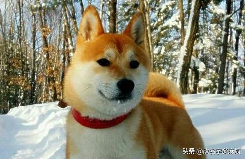 秋田犬和柴犬（秋田犬和柴犬是哪个国家的）