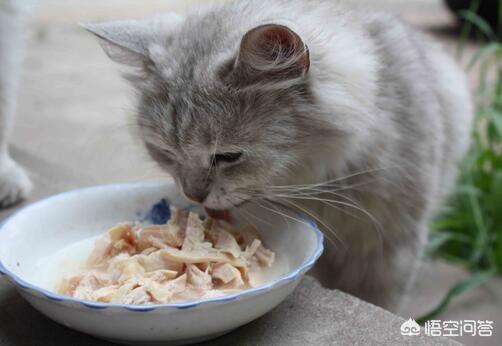 小猫咪不能吃什么食物（小猫忌讳吃什么）
