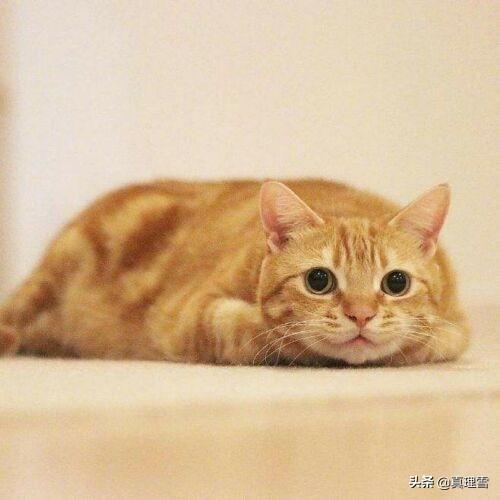 土猫是什么品种