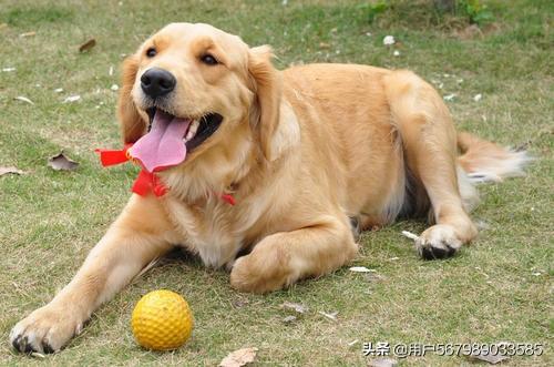 狗狗突然不吃东西没精神是怎么了