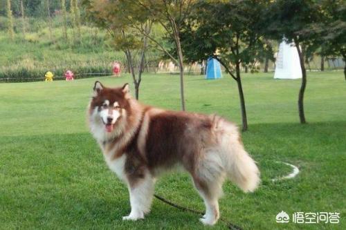 纯种阿拉斯加犬（纯种阿拉斯加犬图片欣赏）