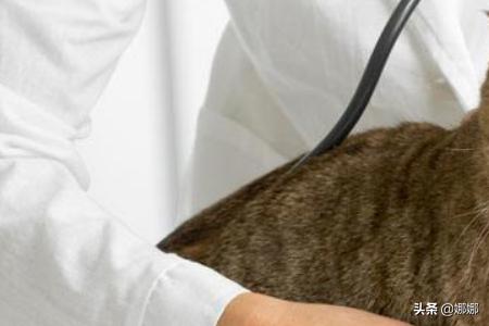 猫咪换粮拉稀会自愈吗（猫咪换粮拉稀会自愈吗视频）