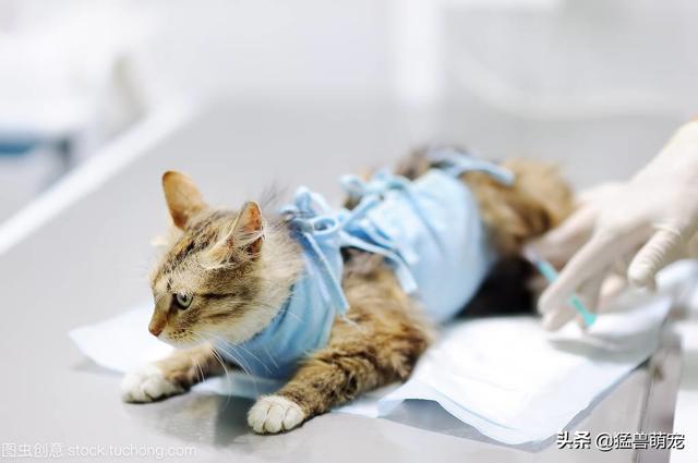 怎么治疗猫鼻支（怎么治疗猫鼻支最有效）