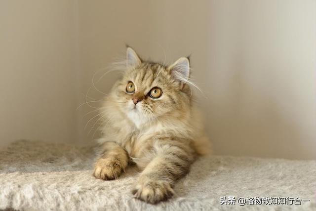 高地是什么品种的猫（高地是哪里的猫）