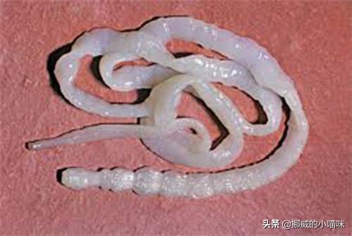 狗狗怎么驱虫（狗狗怎么驱虫效果最好）