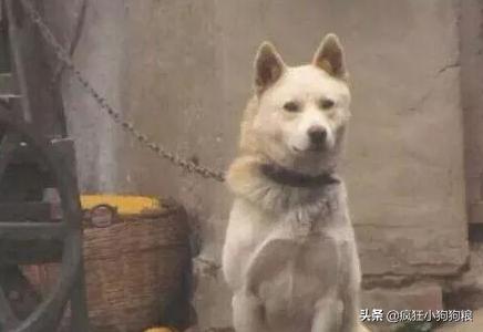 狗狗死后会不会怪主人（狗狗死了会不会怪主人）