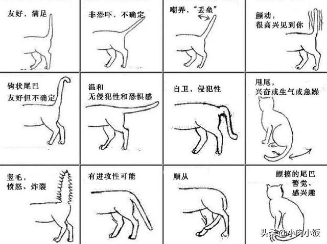 猫咪摇尾巴是什么意思（猫咪快速摇尾巴是什么意思）