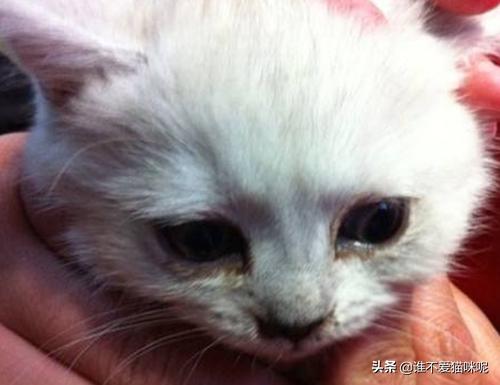 猫鼻支是什么症状（什么是猫鼻支症状）