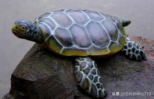 乌龟吃蜗牛吗（乌龟吃蜗牛好不好）