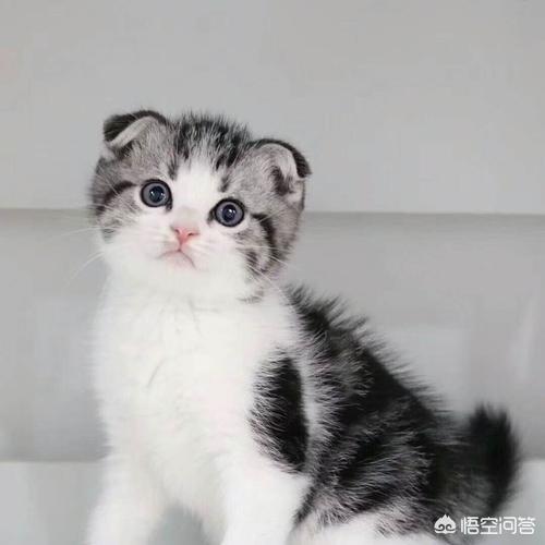 折耳猫发病症状（折耳猫发病症状能治好吗）