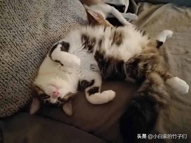 摸猫哪里它会感觉最舒（摸猫哪里它会感觉最舒服一点）