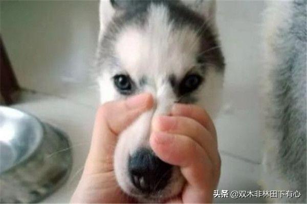 狗哭嚎叫是什么原因（狗哭嚎叫是什意思）