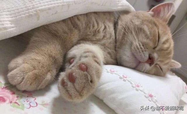 猫藓初期是什么样子的（猫癣初期是什么样子的图片）