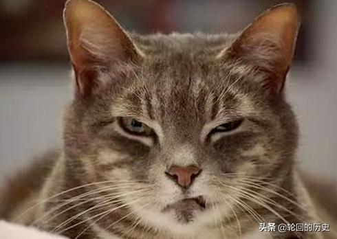 猫低沉呜呜像发怒（猫低沉呜呜像发怒保护我）