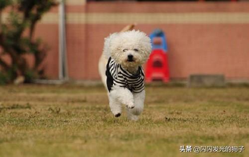 狗尿频 一会尿一点（狗尿频 一会尿一点尿血）