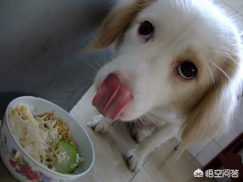 为什么狗喜欢吃屎呢（为什么狗喜欢吃屎呢图片）
