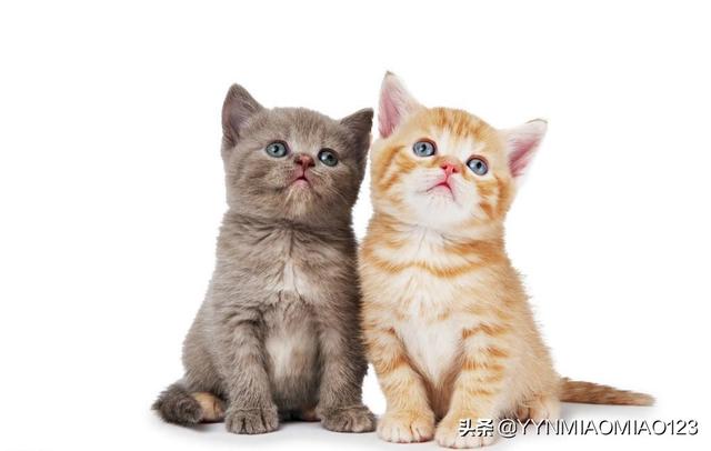 猫越来越瘦了怎么回事（猫越来越瘦没精神是什么原因）