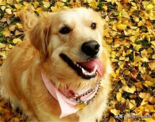 狗狗肠胃炎吃阿莫西林（狗狗肠胃炎吃阿莫西林还是土霉素）