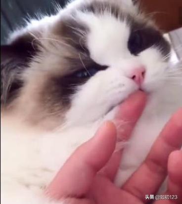 猫舔你的手代表什么（猫舔你的手是什么意思）